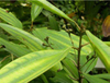 Extrato de Canela