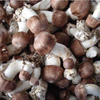 Extrato médico de cogumelo Agaricus Blazei