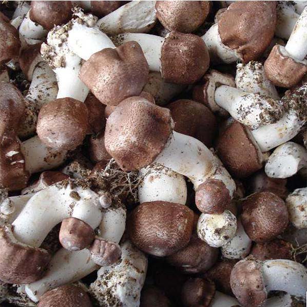 Extrato médico de cogumelo Agaricus Blazei