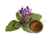Extrato de Ocimum Sanctum