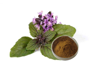 Extrato de Ocimum Sanctum