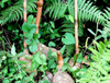 Extrato de Rizoma Gastrodia
