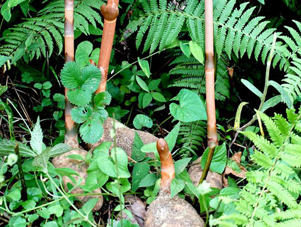 Extrato de Rizoma Gastrodia