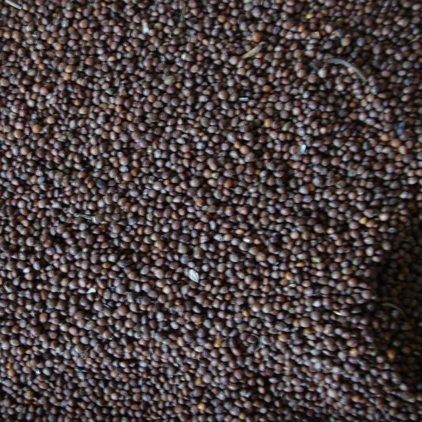 Extrato de Pimenta Preta