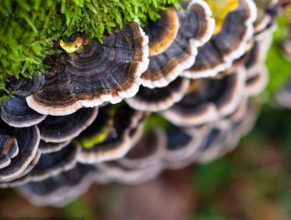 Extrato de cogumelo Coriolus médico