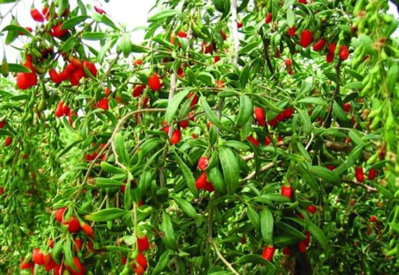 Goji-berry