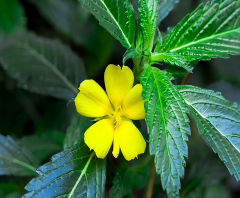Damiana: uma exploração dos benefícios modernos para a saúde das ervas tradicionais