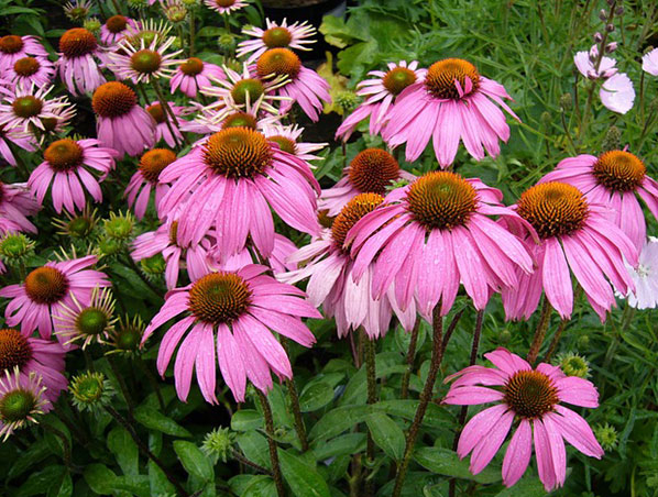 Extrato de Equinácea Purpurea