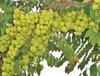 Extrato de Amla 