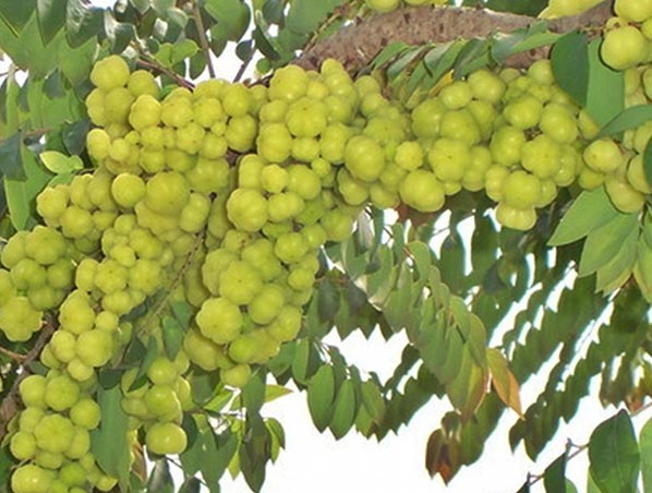Extrato de Amla 