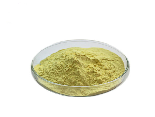 Extrato de raiz de calota craniana Baical / extrato de Scutellaria Baicalensis Georgi