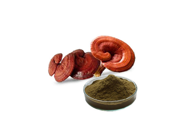 Extrato Orgânico de Reishi / Extrato de Reishi