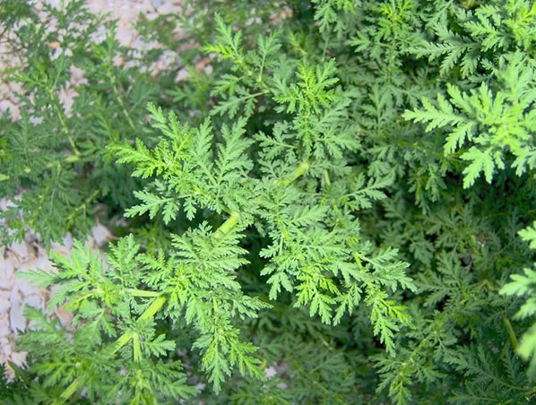 Extrato de Artemísia Annua 