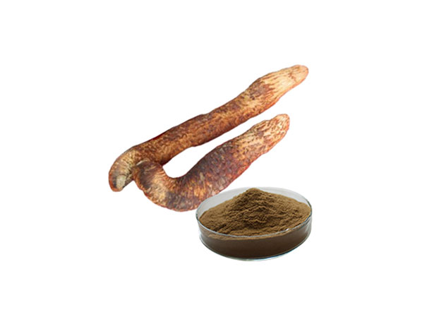 Extrato de Cistanche Deserticola