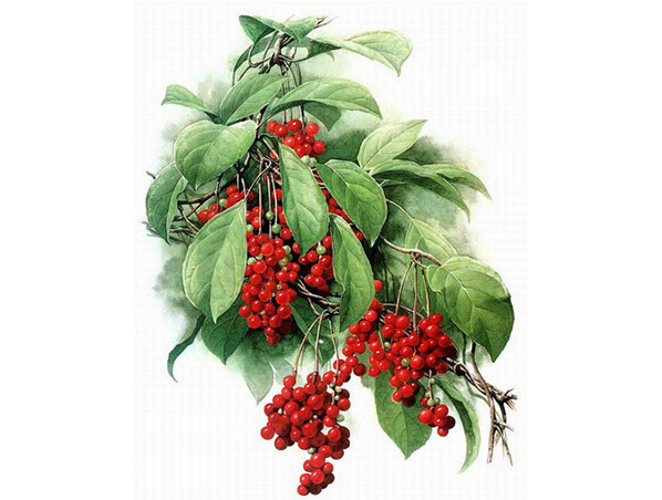 Extrato de Schisandra