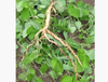 Extrato de Raiz de Codonopsis