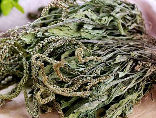 Extrato de Erva Plantago