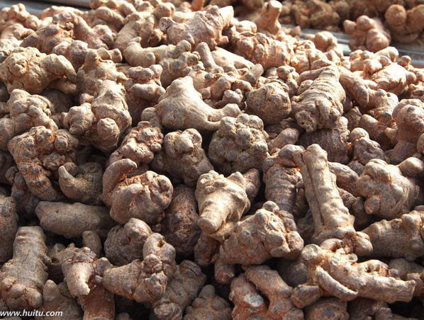 Extrato de raiz de Panax Notoginseng