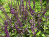 Extrato de Ocimum Sanctum