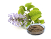 Extrato/pó de Rabdosia Japonica Hara