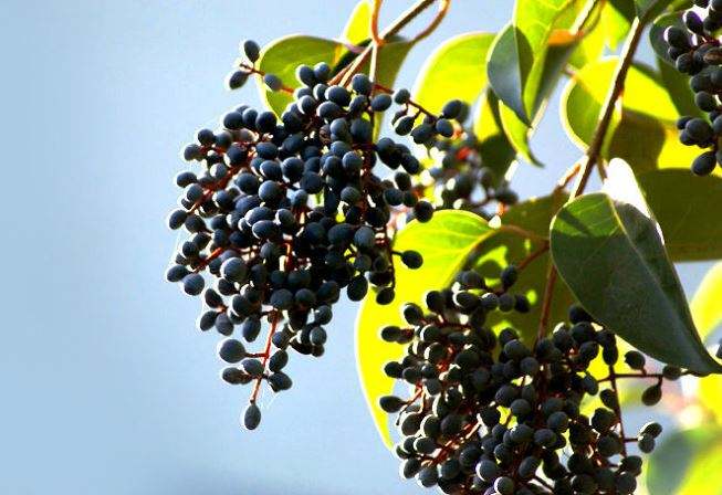Ligustrum