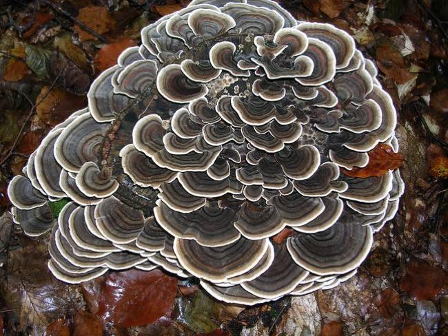 Extrato de Cogumelo Coriolus