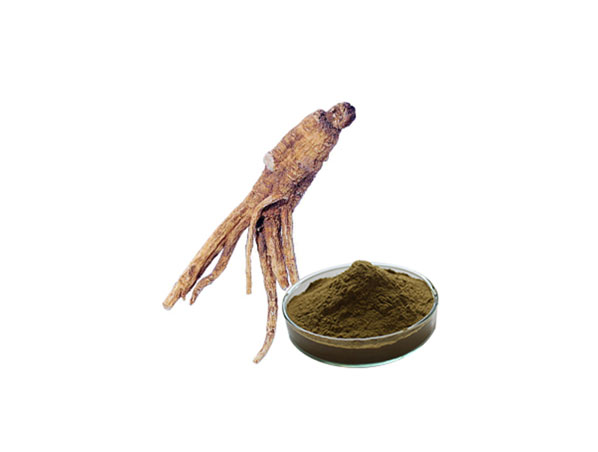 Extrato de Angélica