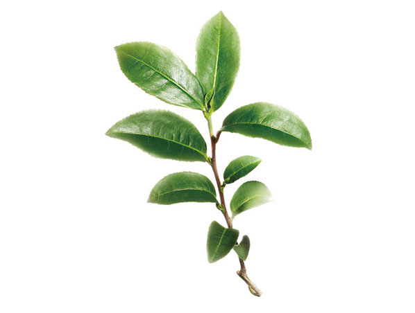 L-Teanina