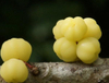 Extrato de Amla 