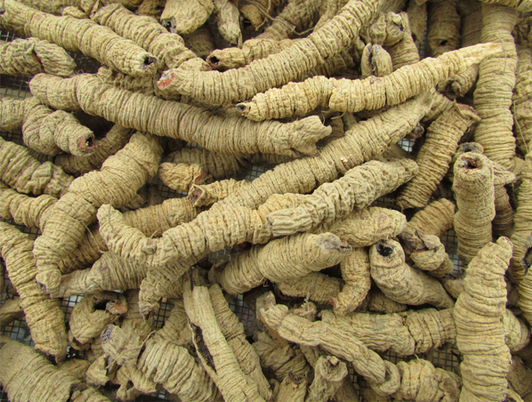 Extrato de raiz de Morinda