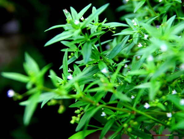 Extrato de Hedyotis Diffusa