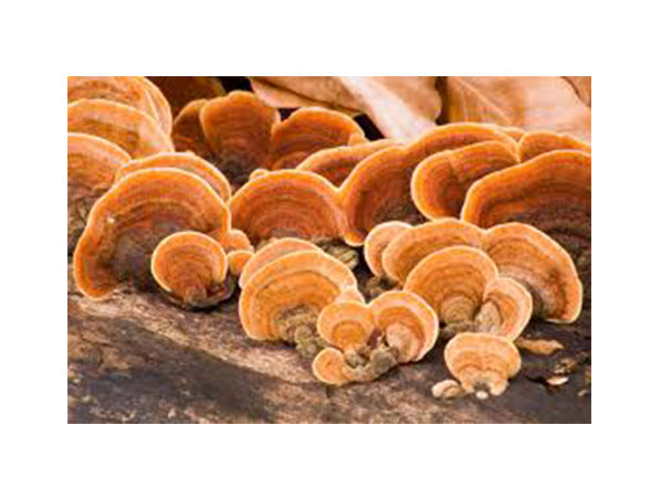 Extrato Orgânico de Reishi / Extrato de Reishi