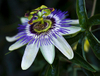 Extrato de Flor de Maracujá