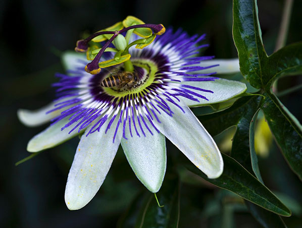Extrato de Flor de Maracujá