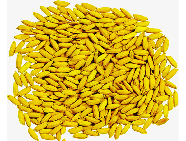 Extrato de Farelo de Arroz
