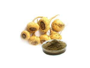 Extrato de Maca