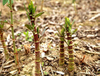 Extrato de Trans-Resveratrol / Polygonum Cuspidatum