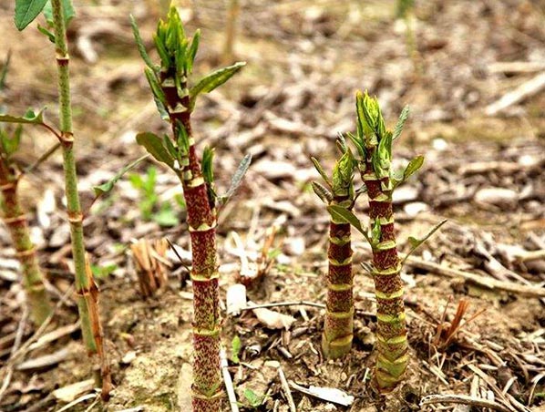 Extrato de Trans-Resveratrol / Polygonum Cuspidatum