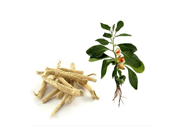 Extrato de Ashwagandha