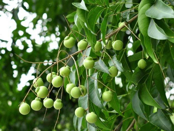 Extrato de Sapindus