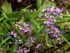 Extrato de Milkwort Siberiana