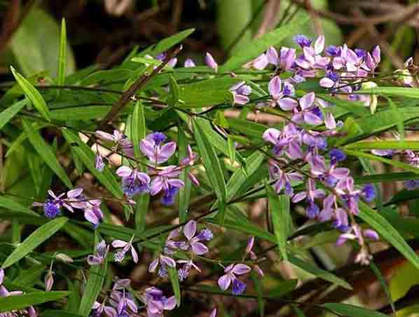 Extrato de Milkwort Siberiana