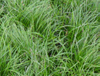 Extrato de Raiz de Ophiopogon