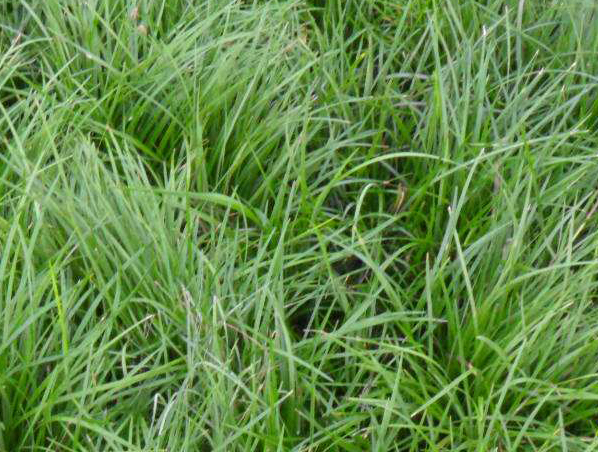 Extrato de Raiz de Ophiopogon