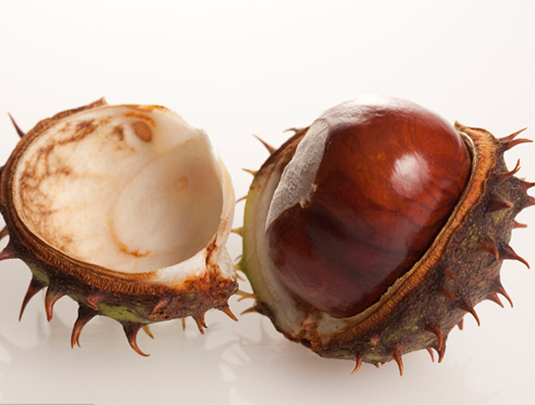 Extrato de Castanha da Índia