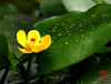Extrato de raiz de Nuphar Pumilum