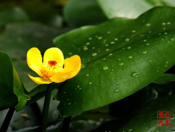 Extrato de raiz de Nuphar Pumilum