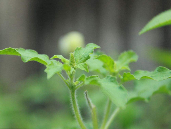 Extrato de Ocimum Sanctum