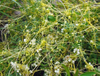 Extrato de Semente de Cuscuta