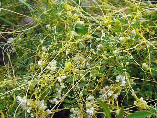 Extrato de Semente de Cuscuta